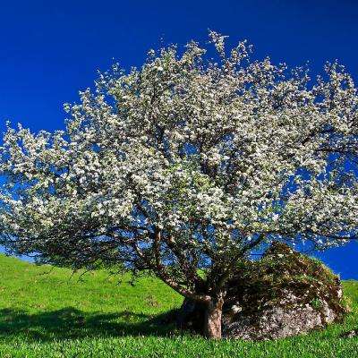 澳门黄金城app苹果下载官网